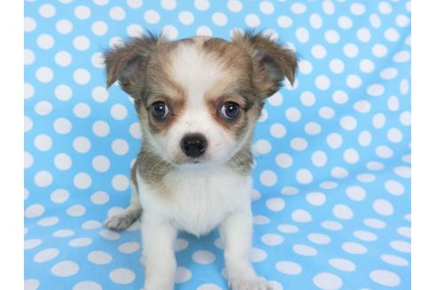 成約済の千葉県のチワワ(ロングコート)-98484の3枚目